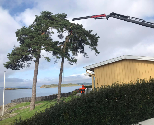 Gartner1 feller store furutrær på Rygge og omegn